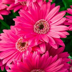 Meet your Posher, Daisy